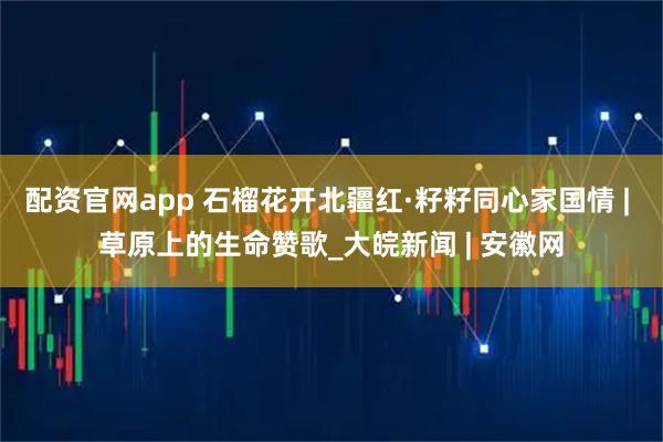 配资官网app 石榴花开北疆红·籽籽同心家国情 | 草原上的生命赞歌_大皖新闻 | 安徽网